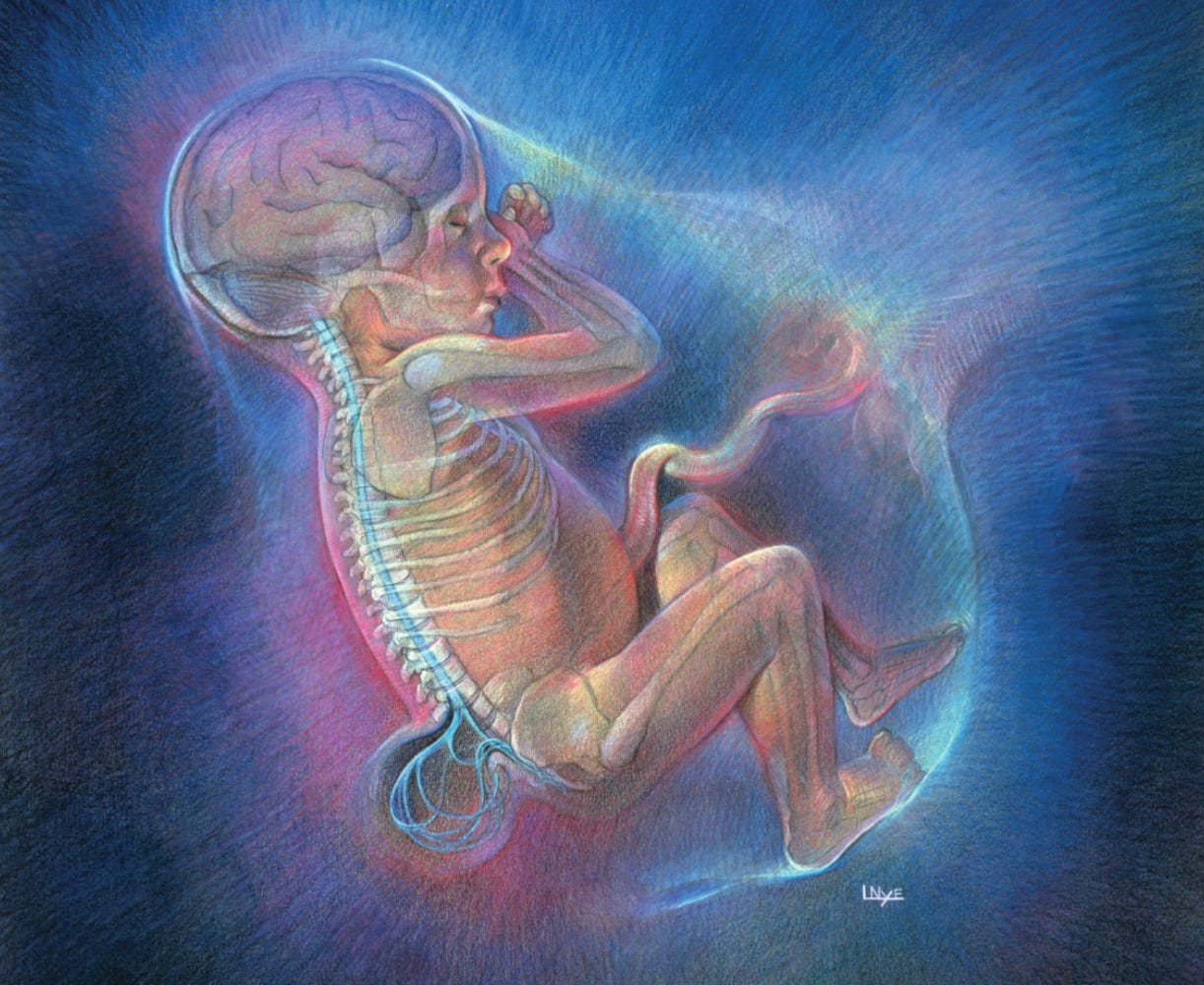 The American Spectator The American Spectator