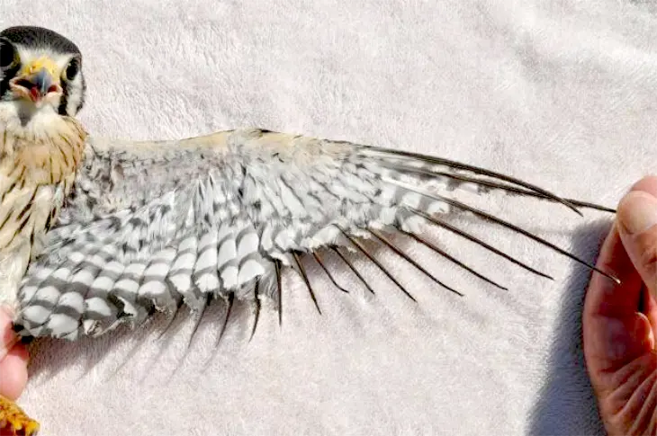 Photo of the singed wing of a burned kestrel