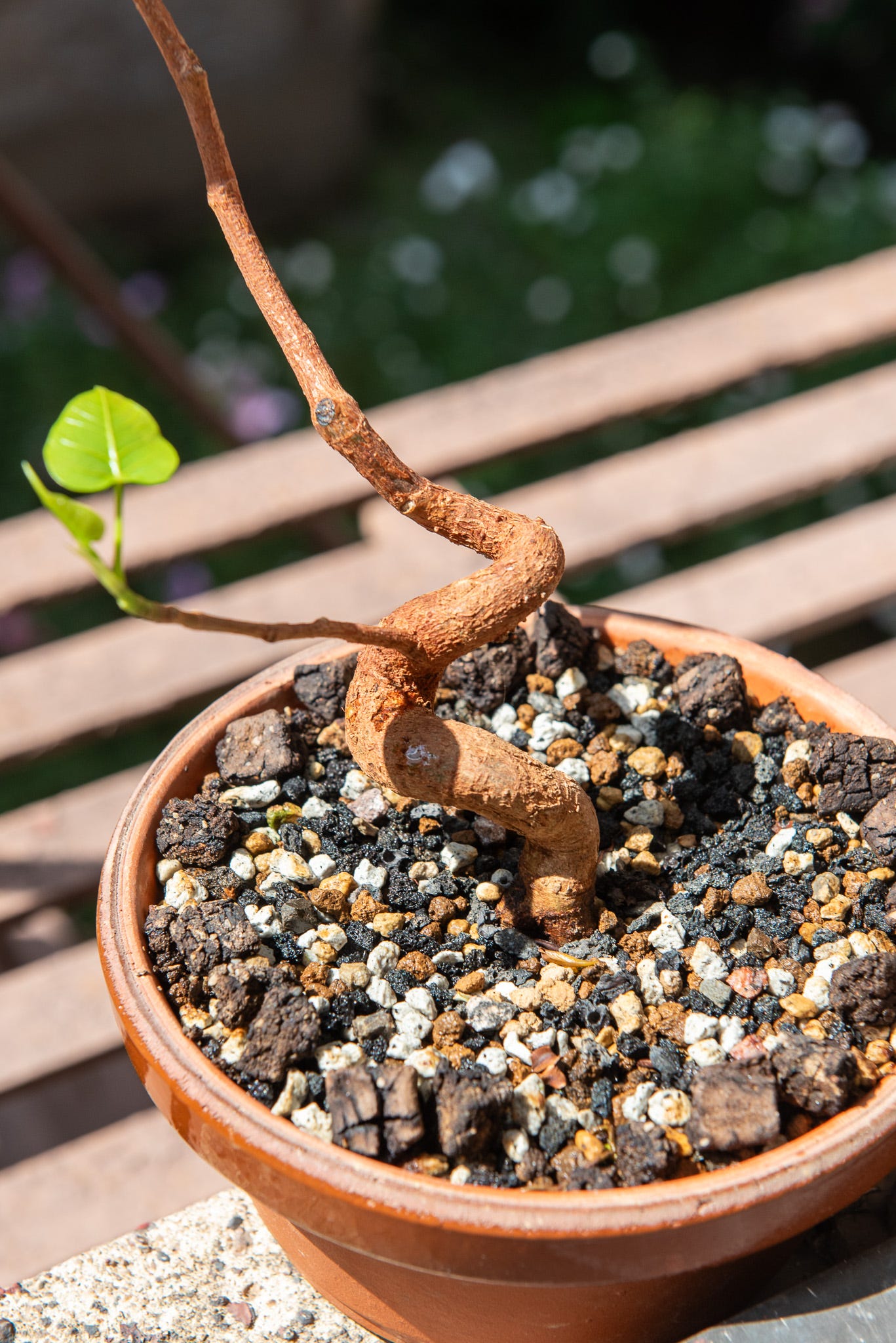 ID: Ficus religiosa bonsai