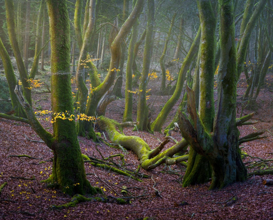 Photograph Forests and Trees