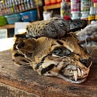 # 49 What's Really for Sale at the Dubious Belen Market in Iquitos?