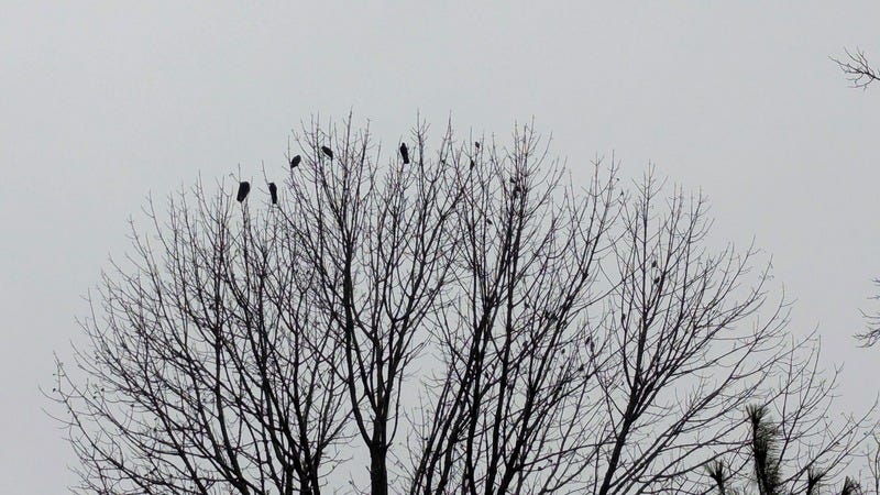 Five crows and several blackbirds sit silhouetted in a tree