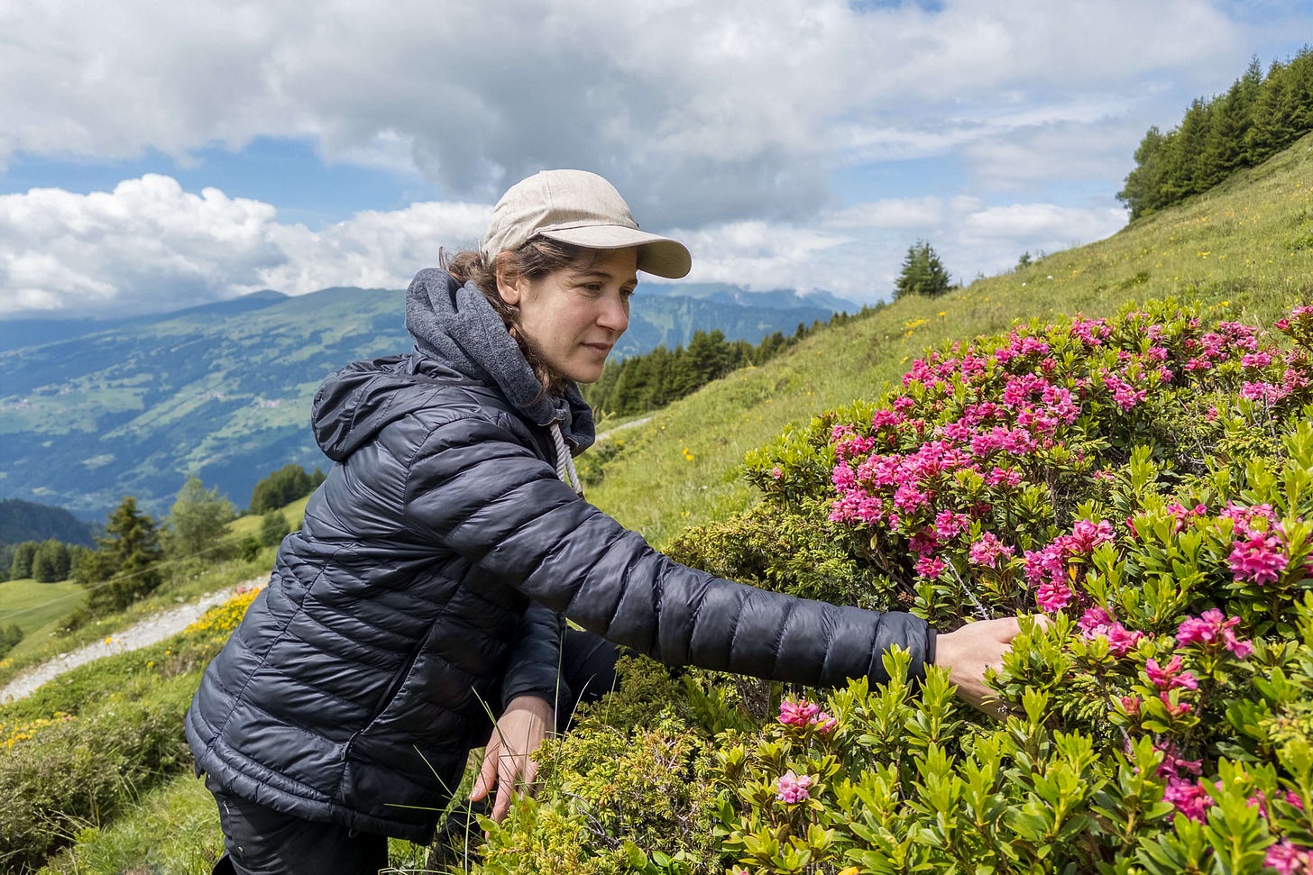 Agroscope-Mitarbeiterin kontrolliert Alpenrosen-Bewuchs. Agroscope-Mitarbeiterin kontrolliert Alpenrosen-Bewuchs.