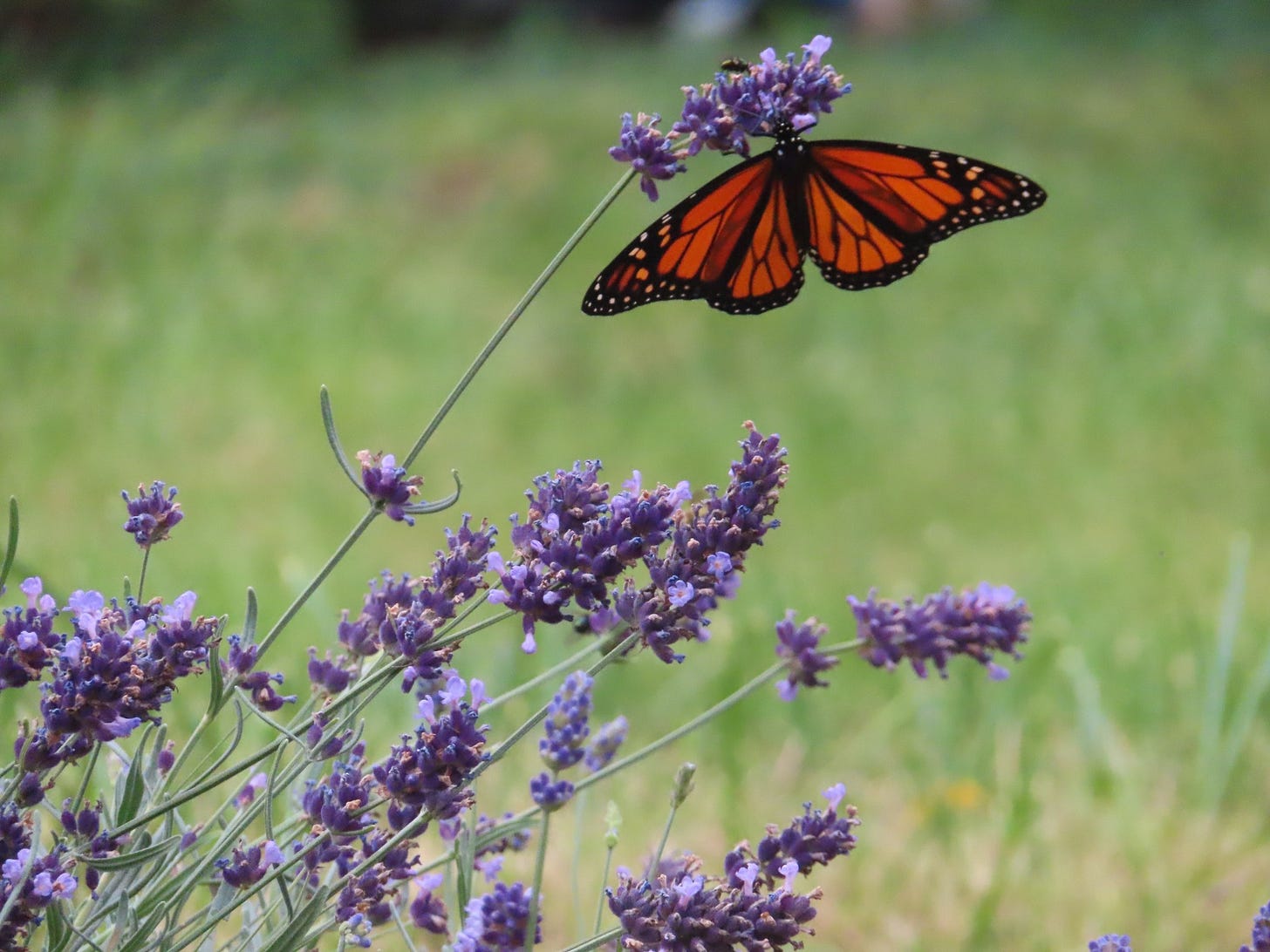 May be an image of French lavender