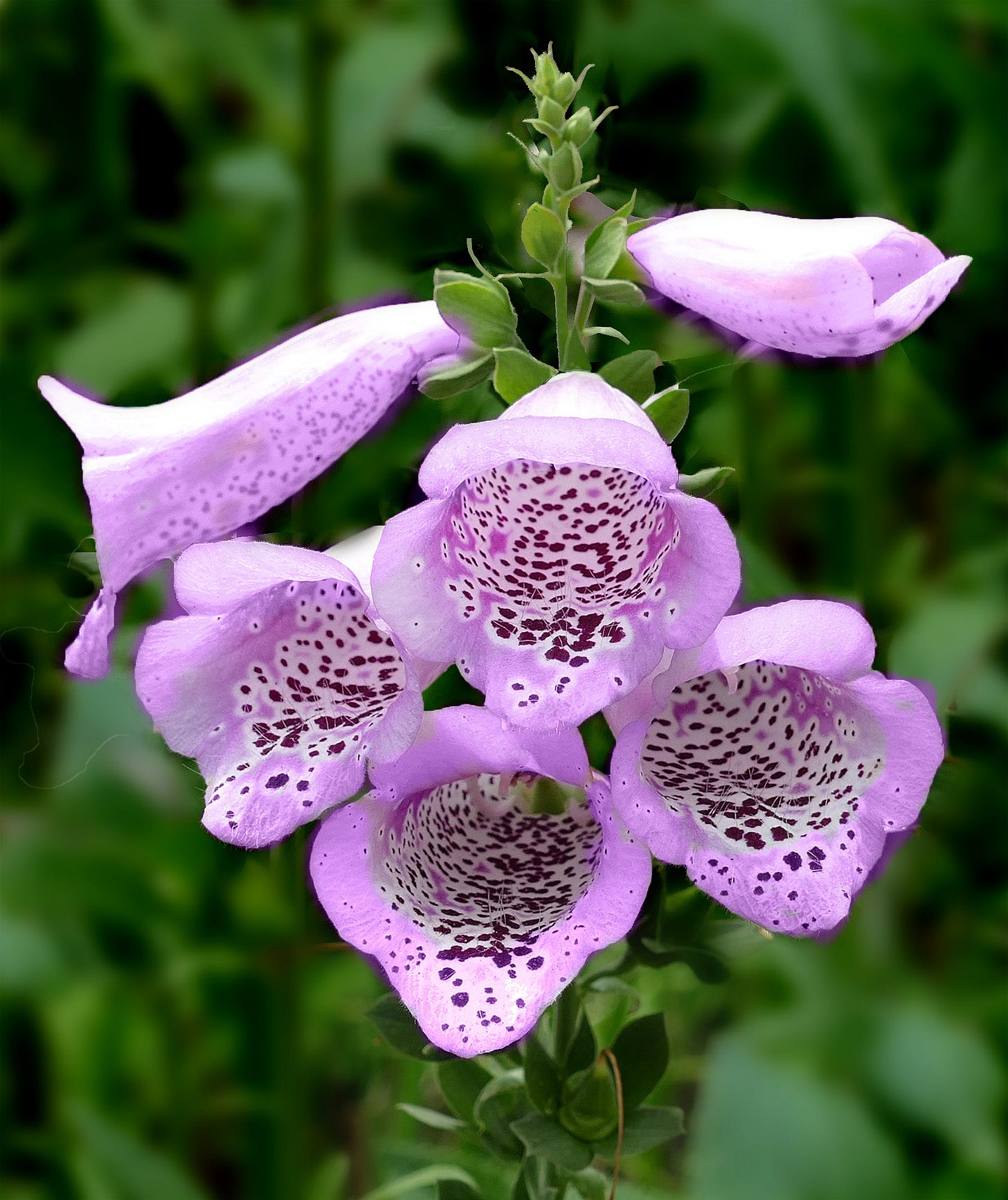 https://upload.wikimedia.org/wikipedia/commons/4/4d/Foxglove_-_Digitalis_purpurea.jpg