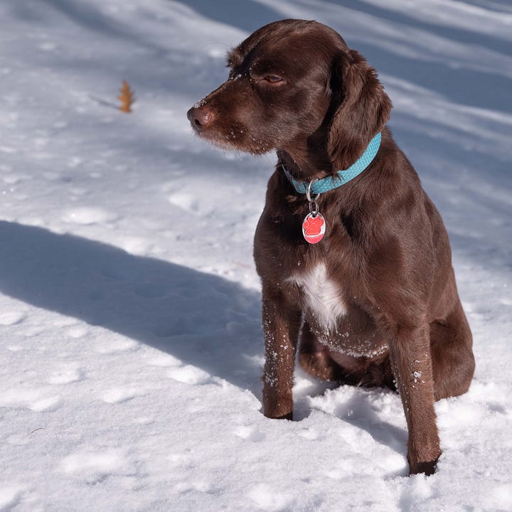 Diptych. Brown puppy with turquoise leash on left; Brown dog with turquoise collar on right.