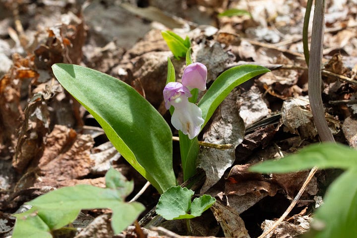 Four photos of showy orchis in bloom, the hood different shades of purple. Most are pale blue-purple, but one is pink-purple. Some photos are facing the orchid, some are in profile, and one is an overhead view.