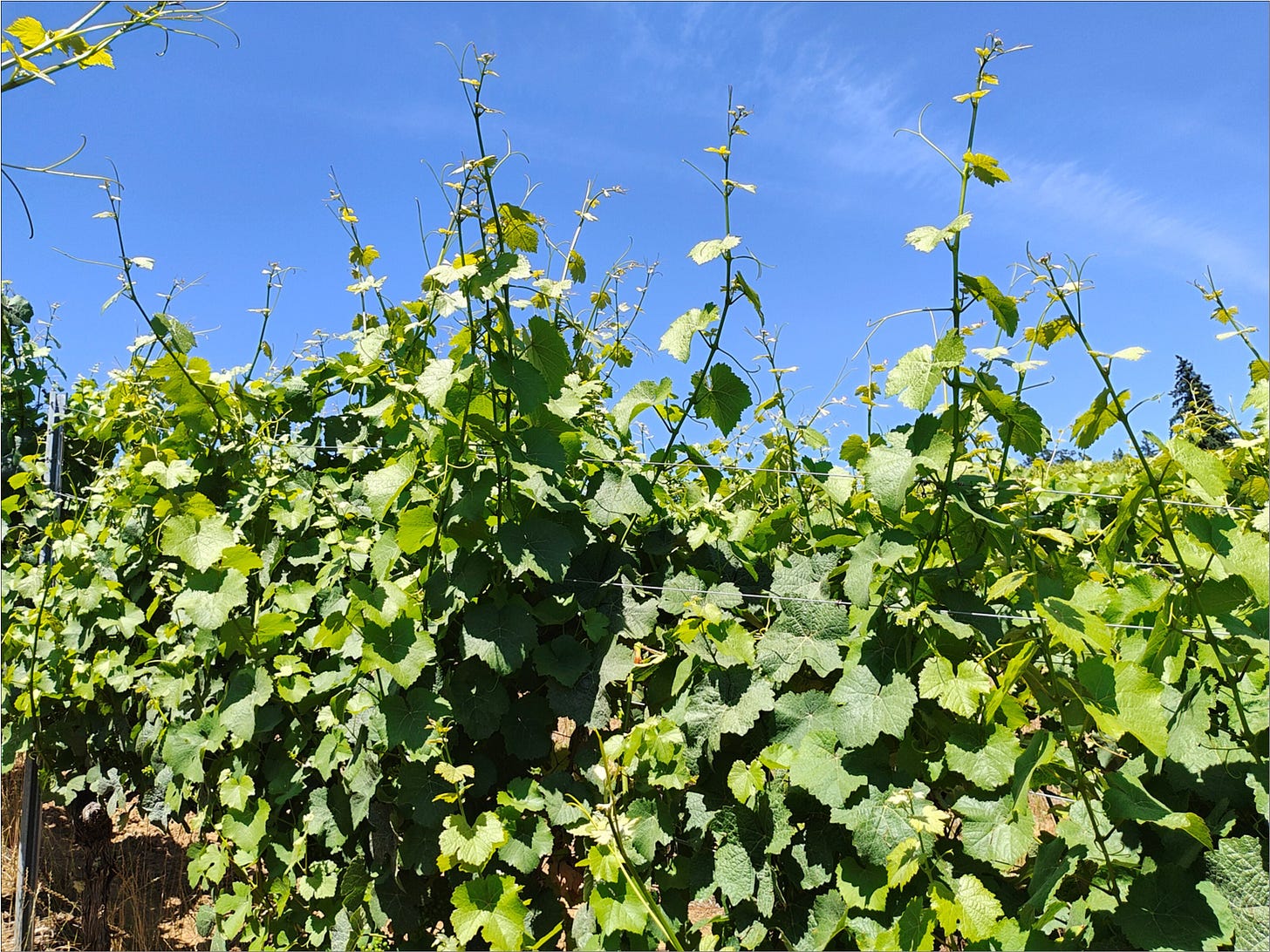 Explosive vine growth during June!