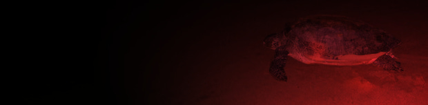 turtle on the beach at night under red light turtle on the beach at night under red light