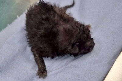 Newborn kitten rescued from under the hood of police car