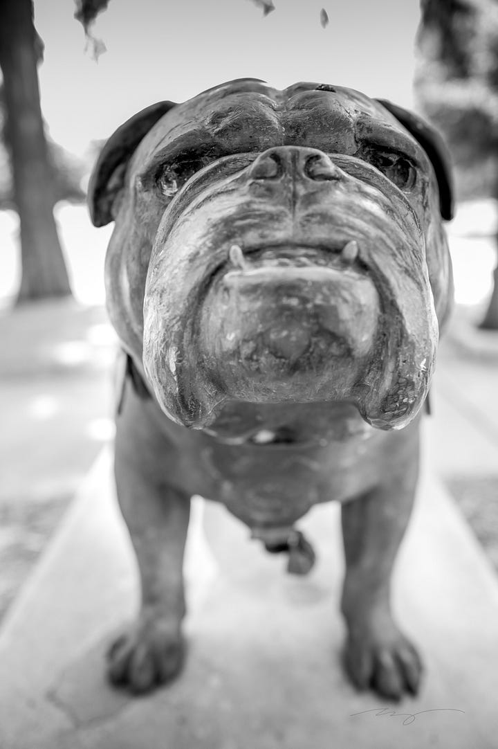 HailState moniker, bulldog