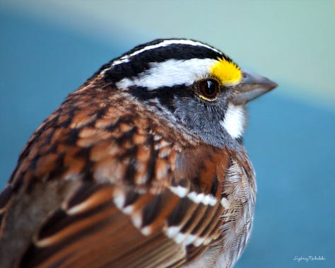 A gallery of six images showcases different aspects of nature: bird, butterfly, beach, flower, light, droplets.