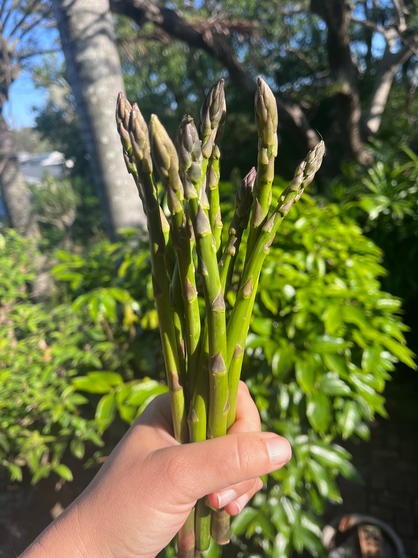 My hand holding a bunch of asparagus in the sunshine.