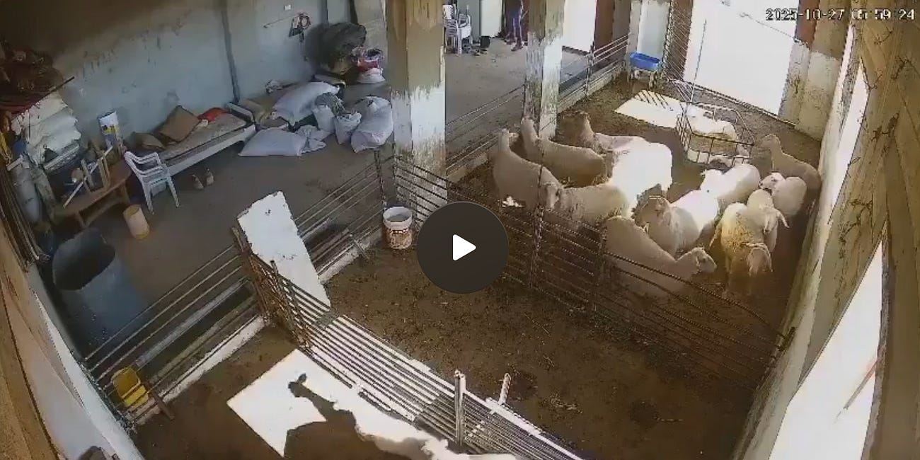 🐑 Israeli KKK, terrorizing Palestinian farmers, gouge the eyes out of sheep, torture and kill them. All under the protection of the IDF.