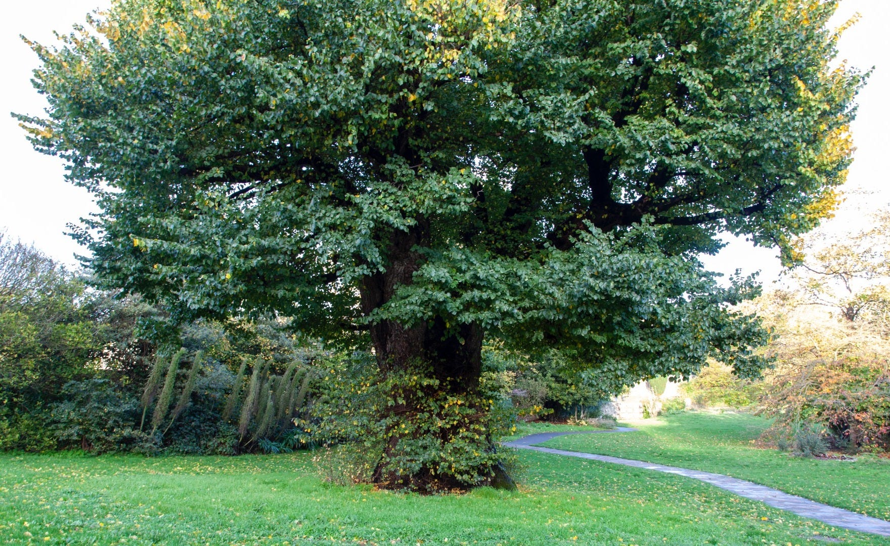 Long Reads Special Trees Of Brighton And Hove long-reads-special-trees-of-brighton-and-hove