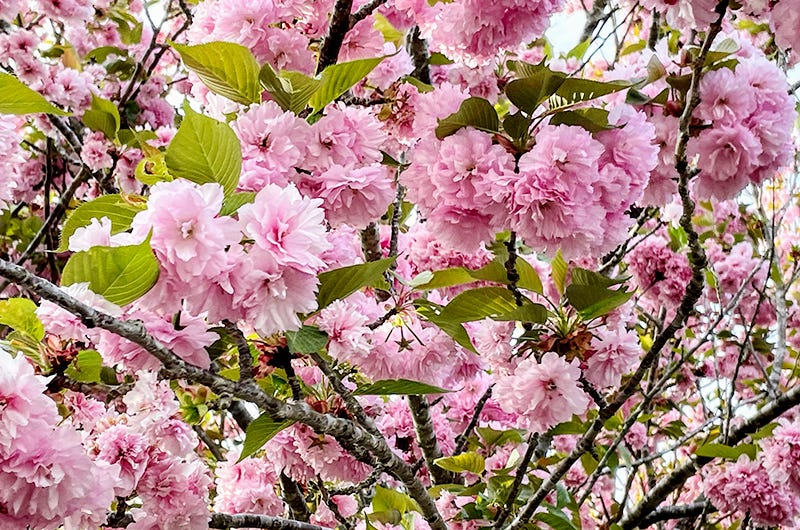 Under the cherry boughs, Sixburnersue