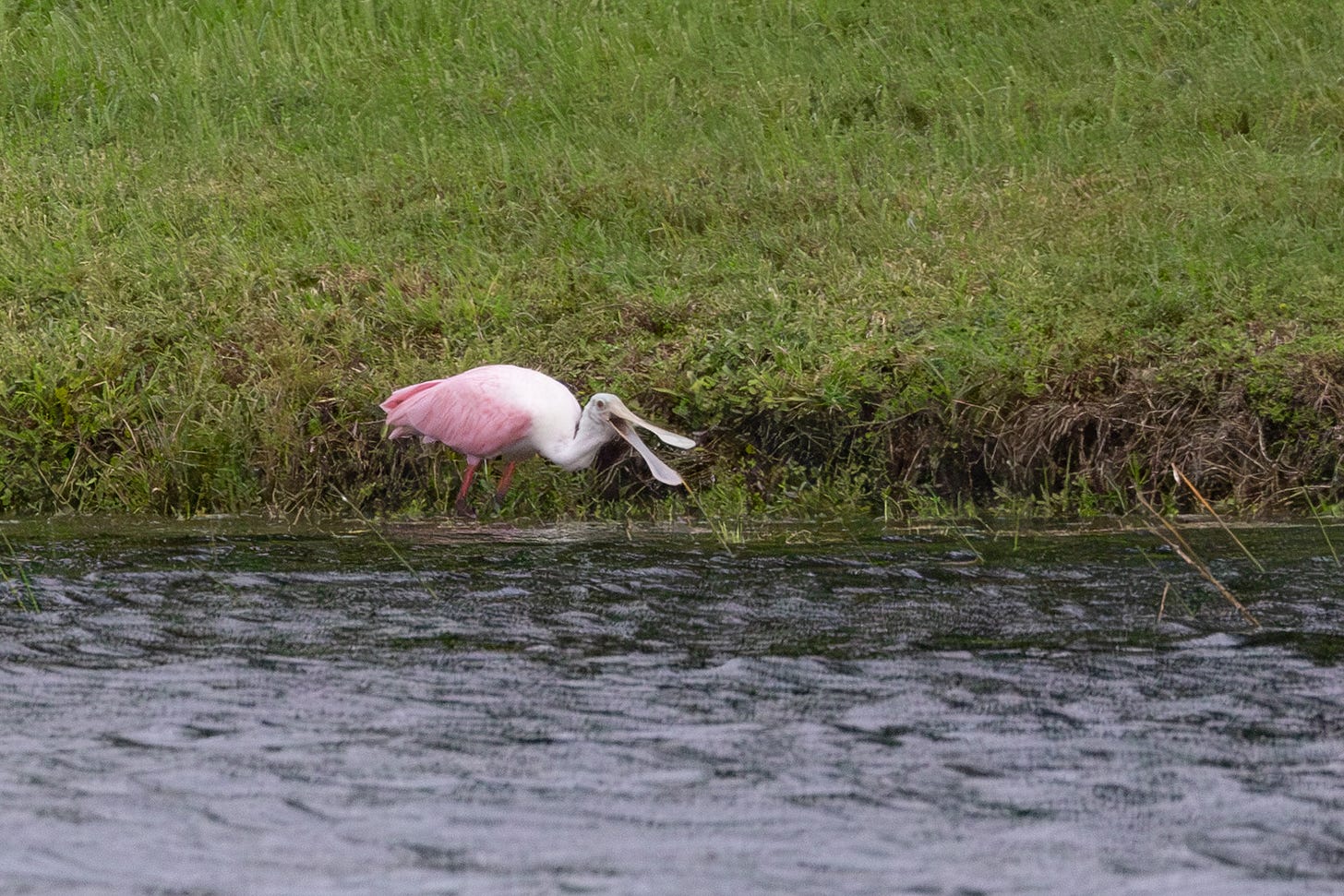a pink bird with a long bull,flat and spoonlike at the top, at the end of a mowed lawn and a pond.