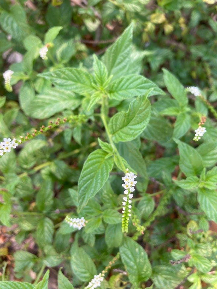 Current blooms in the Florida-Friendly Landscaping demo garden include pale pink flowers of beautyberry, tiny white flowers of scorpion tail, yellow flowers of perennial peanut, and white flower clusters of wild lantana.