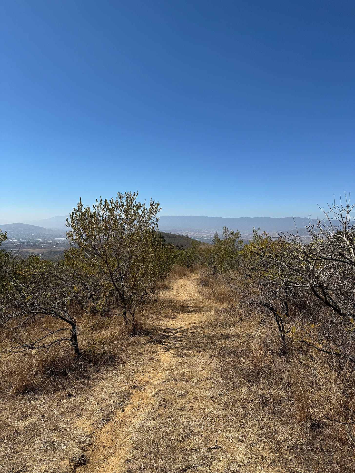 A dirt path going between trees in Oaxaca, Mexico.