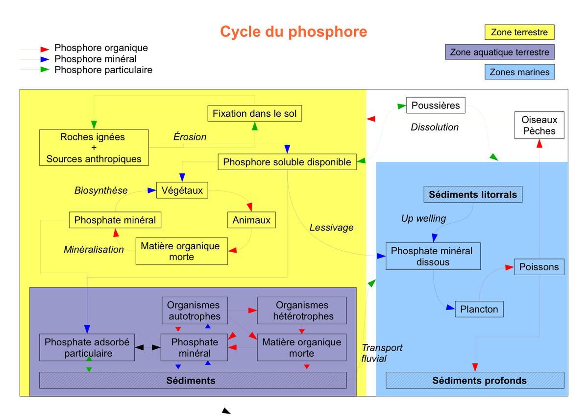 Cycle du phosphore - Définition et Explications