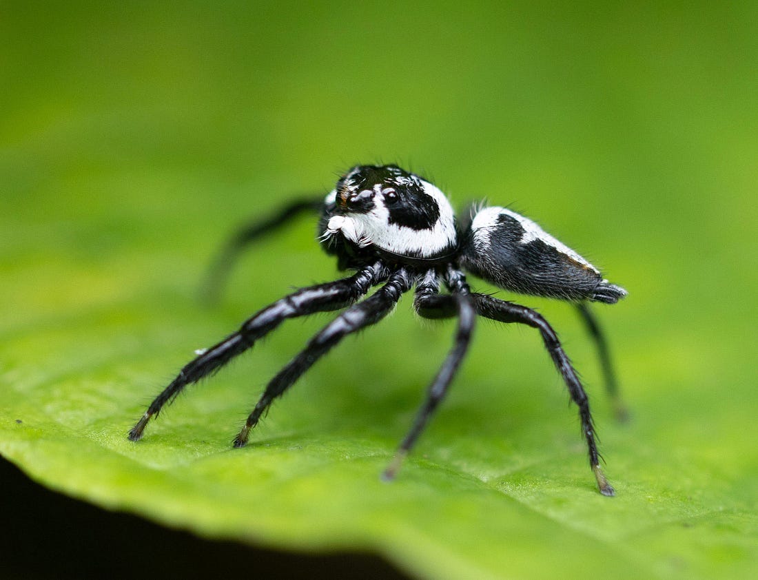Freya nigrotaeniata jumping spider on a leaf along the Río Guayabo in Costa Rica, its black and white body and forward-facing eyes sharply defined against a green background. Freya nigrotaeniata jumping spider on a leaf along the Río Guayabo in Costa Rica, its black and white body and forward-facing eyes sharply defined against a green background.