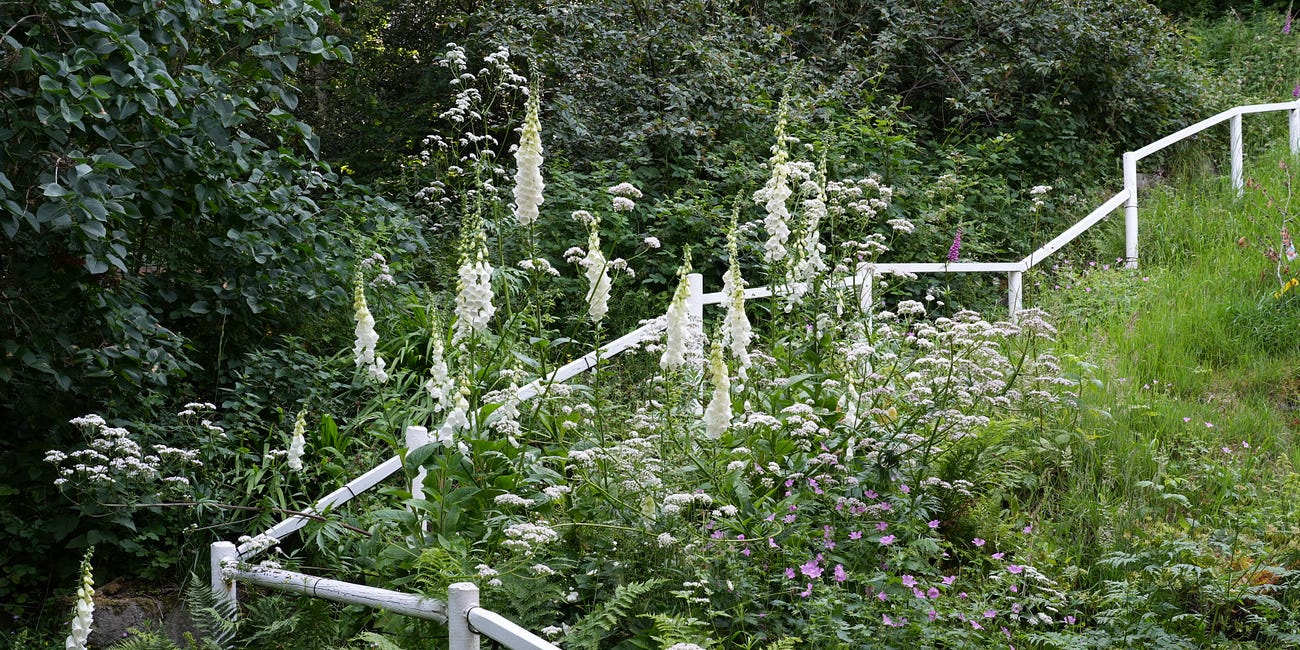 7 tough star plants for midsummer plant community design