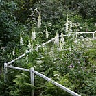 7 tough star plants for midsummer plant community design 