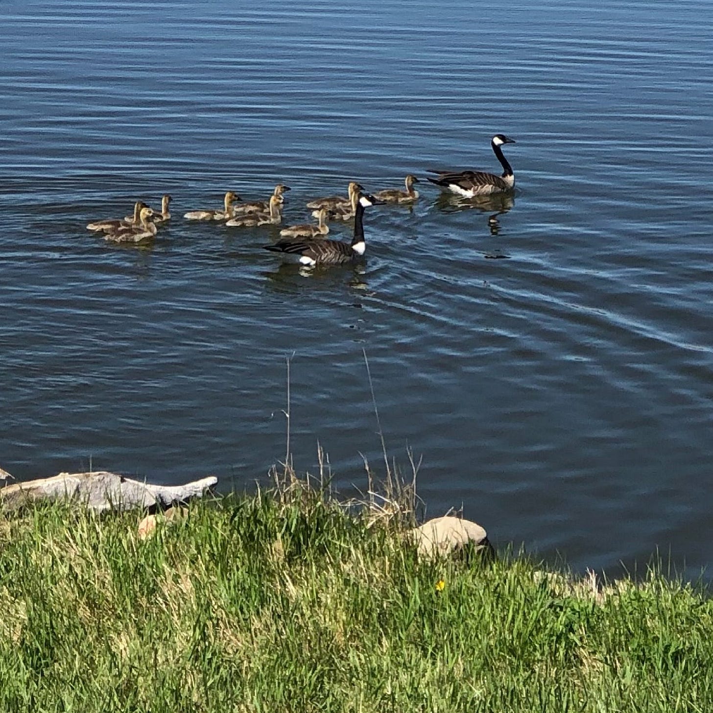 Another photo of a family of geese on ripply blue water