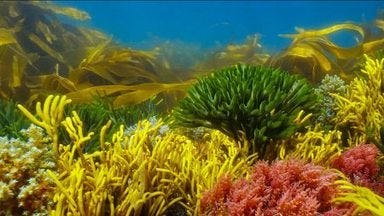 Exemple de forêt sous-marine. Exemple de forêt sous-marine.