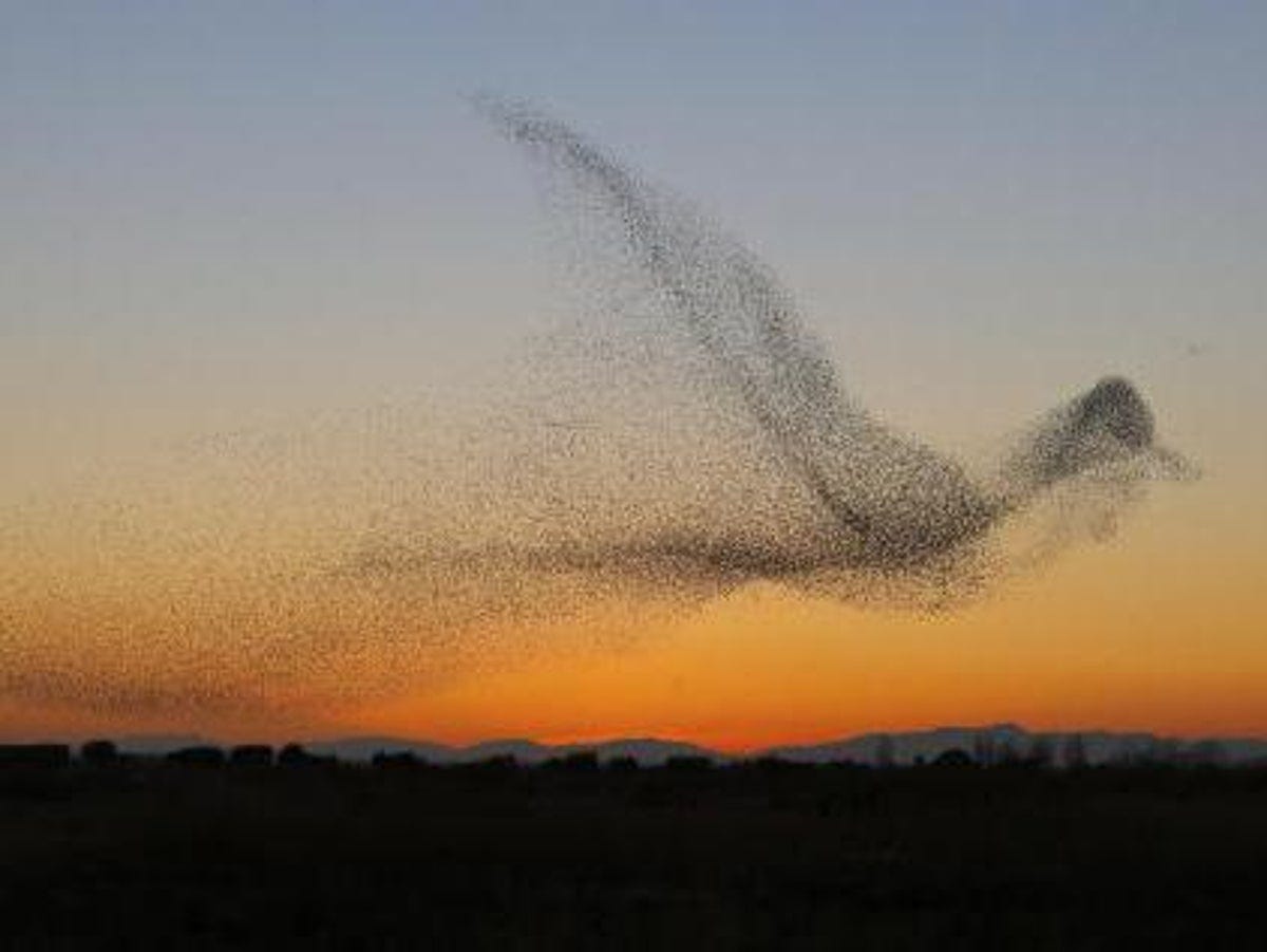 Award-winning image shows murmuration of starlings in shape of giant bird |  The Independent | The Independent