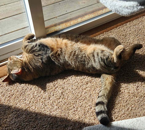 kitty sleeping