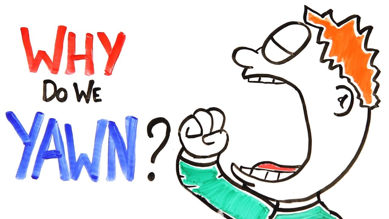 Why Do We Yawn? Why Do We Yawn?