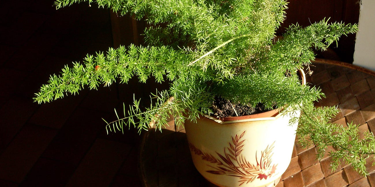Asparagus densiflorus sprengeri