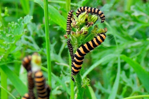 Ragwort plant with caterpillars 