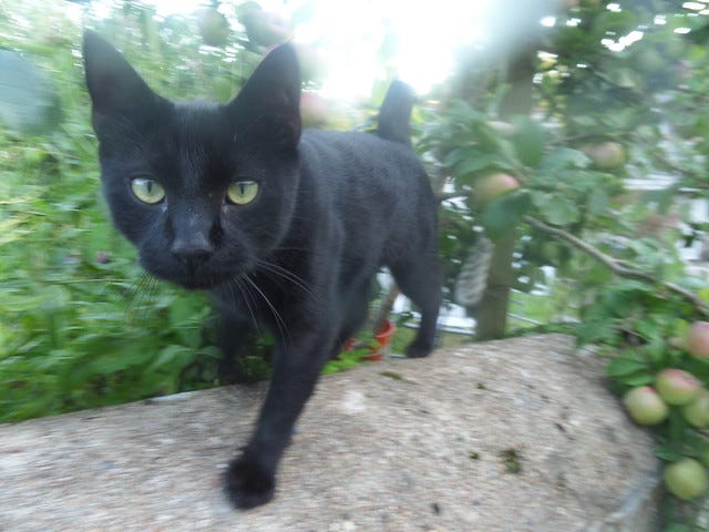 Rudy the Cat Rudy the Cat