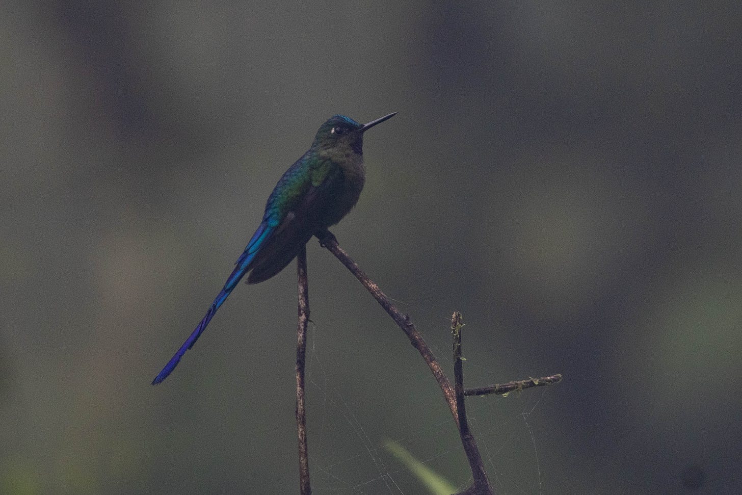 a forest-green hummingbird perched on a twig set against a blurry dark green background. the whole image is a little fuzzy as if shrouded in fog. the bird has a long, violet-colored tail (as long as its body), a thin, straight beak, a blue forehead, and a white spot behind its eye. it is in the left third of the image, facing right in profile. a forest-green hummingbird perched on a twig set against a blurry dark green background. the whole image is a little fuzzy as if shrouded in fog. the bird has a long, violet-colored tail (as long as its body), a thin, straight beak, a blue forehead, and a white spot behind its eye. it is in the left third of the image, facing right in profile.