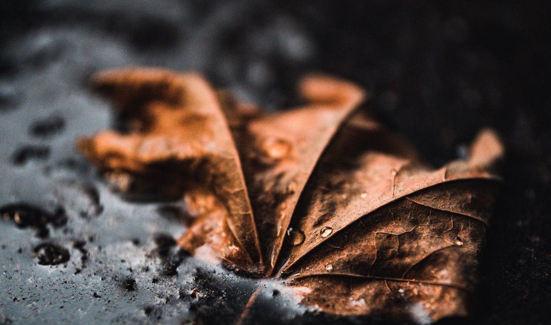 Drowning Leaves (Artsy)