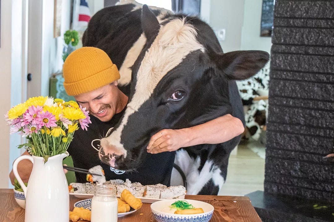 Idaho steer 'Bruce' gains national TikTok fame | Ag Proud