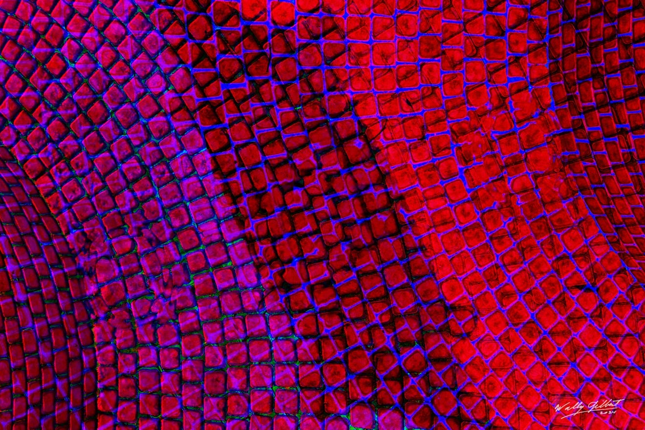 A close-up of a red and blue pattern

Description automatically generated
