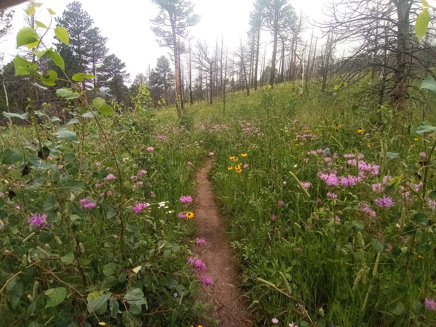 Wildflowers line my hiking trail