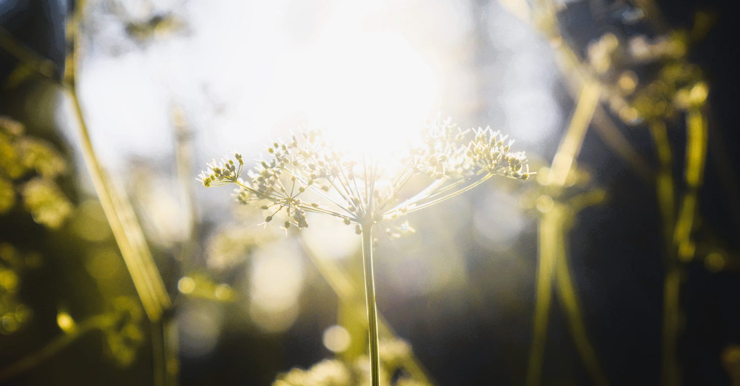 light nature