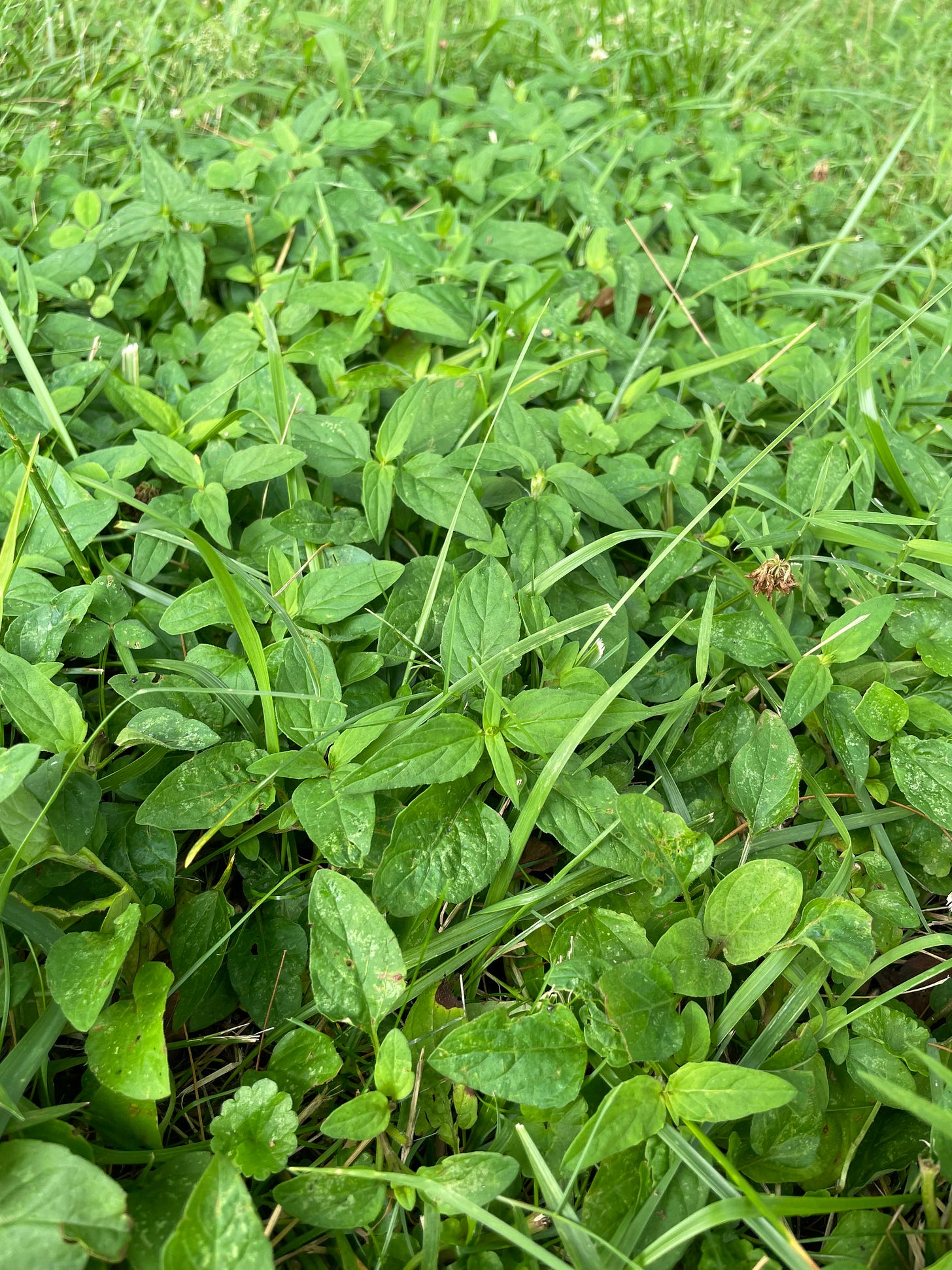 low patch of heal all plants low patch of heal all plants