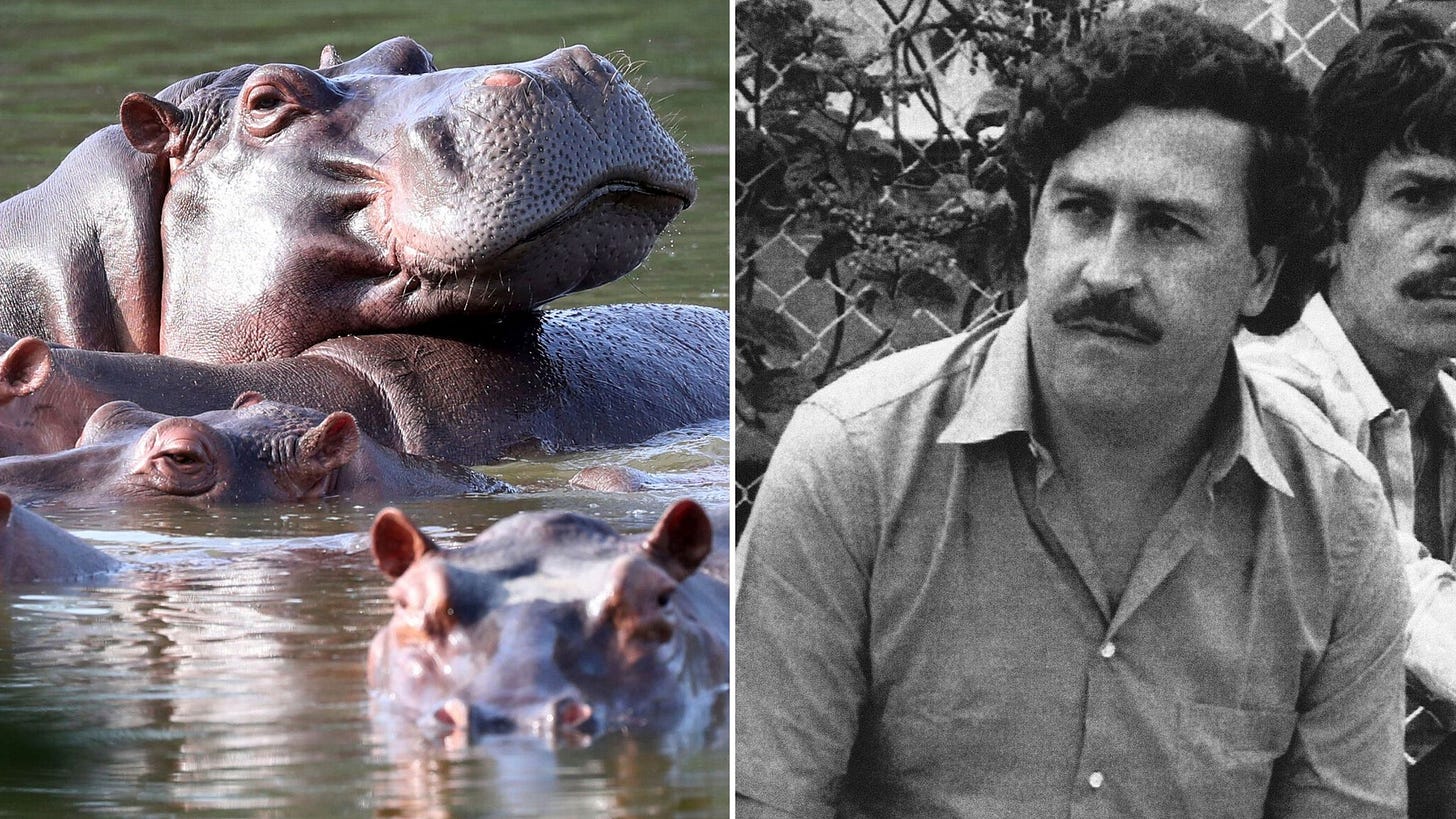 Colombia starts sterilising hippos descended from drug kingpin Pablo  Escobar's pets | World News | Sky News