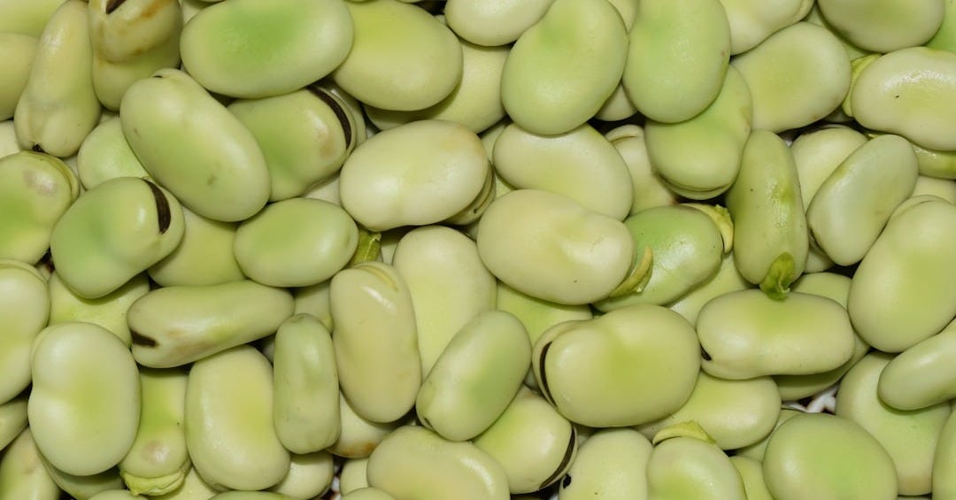 green round fruit in close up photography green round fruit in close up photography