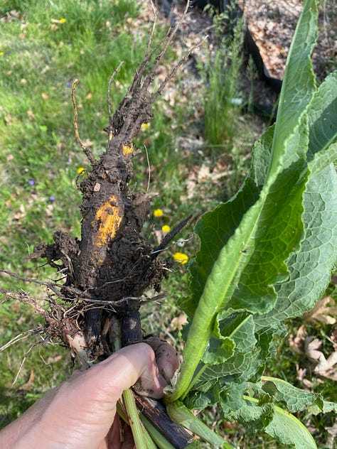 processing the medicinal roots of Rumex crispus