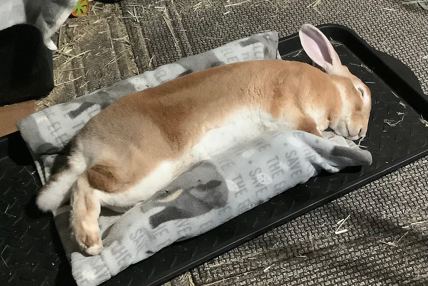 Rabbit