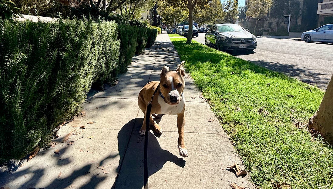 Elvis on a sidewalk on a sunny day running toward the camera