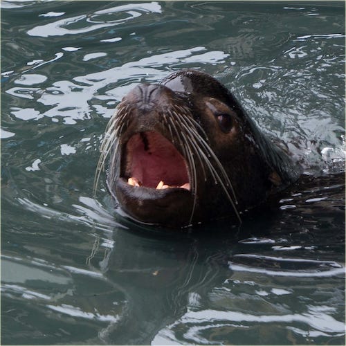 barking seal