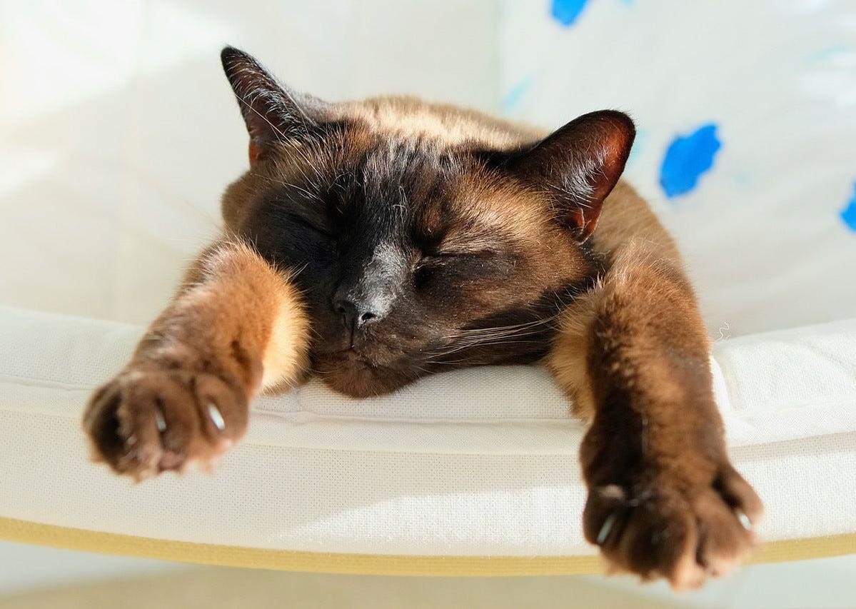 Mittens is completely asleep and her dark face is all scrunched up with paws stretched out forward. Mittens is completely asleep and her dark face is all scrunched up with paws stretched out forward.