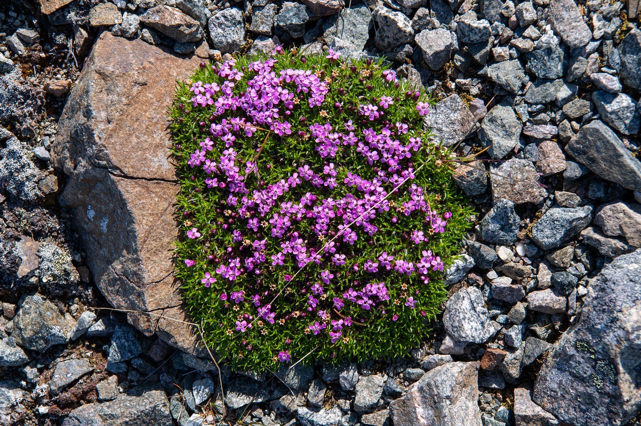 A dense green cushion of moss campion, studded all over with small magenta-pink flowers, grows tight against the ground between angular grey and rust-colored rocks, seen from directly above in bright sun.